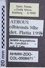 Etikette zu Athous (Orthathous) olbiensis (Mulsant & Guillebeau, 1856) (NHMW-ZOO-COL-0008471)